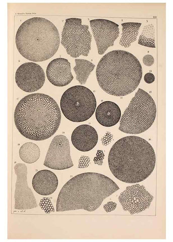 Reproducción/Reproduction 49389532937: Atlas der Diatomaceen-Kunde /. Leipzig :O.R. Reisland,[1874-19.. 
