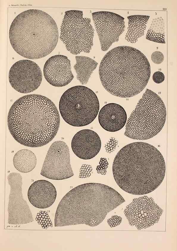 Reproducción/Reproduction 49389532937: Atlas der Diatomaceen-Kunde /. Leipzig :O.R. Reisland,[1874-19.. 