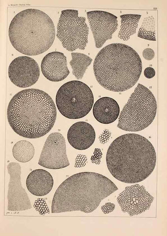 Reproducción/Reproduction 49389532937: Atlas der Diatomaceen-Kunde /. Leipzig :O.R. Reisland,[1874-19.. 