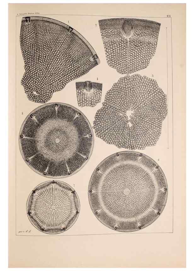 Reproducción/Reproduction 49388868428: Atlas der Diatomaceen-Kunde /. Leipzig :O.R. Reisland,[1874-19.. 