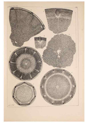Reproducción/Reproduction 49388868428: Atlas der Diatomaceen-Kunde /. Leipzig :O.R. Reisland,[1874-19.. 