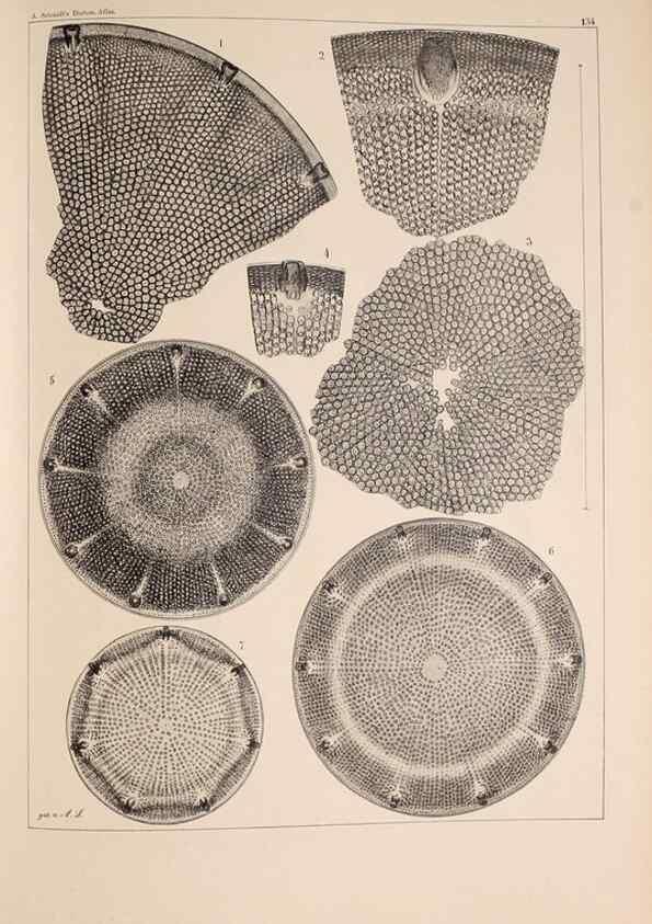 Reproducción/Reproduction 49388868428: Atlas der Diatomaceen-Kunde /. Leipzig :O.R. Reisland,[1874-19.. 