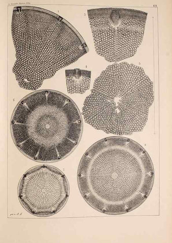 Reproducción/Reproduction 49388868428: Atlas der Diatomaceen-Kunde /. Leipzig :O.R. Reisland,[1874-19.. 
