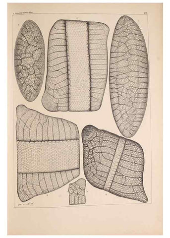 Reproducción/Reproduction 49389340631: Atlas der Diatomaceen-Kunde /. Leipzig :O.R. Reisland,[1874-19.. 