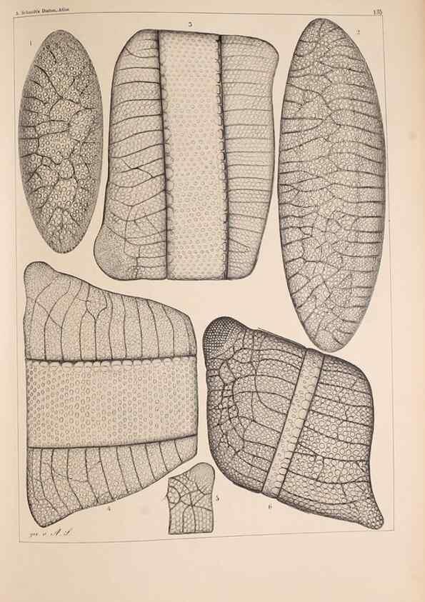 Reproducción/Reproduction 49389340631: Atlas der Diatomaceen-Kunde /. Leipzig :O.R. Reisland,[1874-19.. 