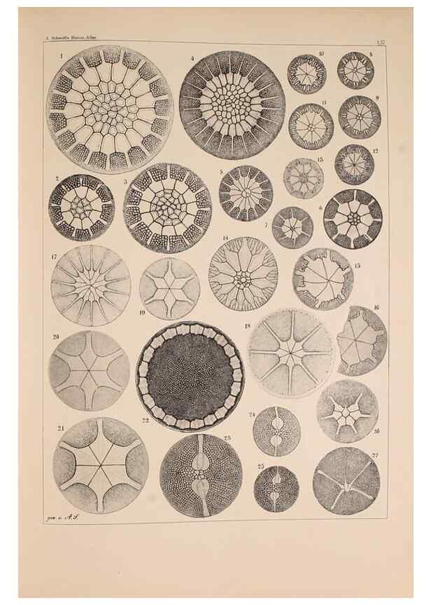 Reproducción/Reproduction 49389539982: Atlas der Diatomaceen-Kunde /. Leipzig :O.R. Reisland,[1874-19.. 