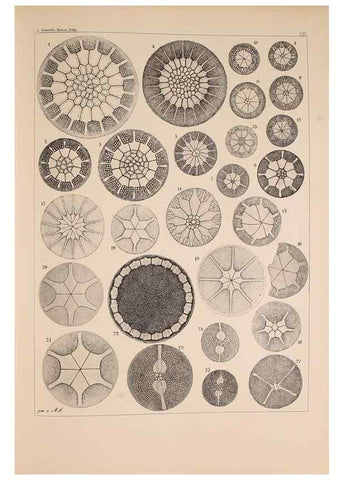 Reproducción/Reproduction 49389539982: Atlas der Diatomaceen-Kunde /. Leipzig :O.R. Reisland,[1874-19.. 