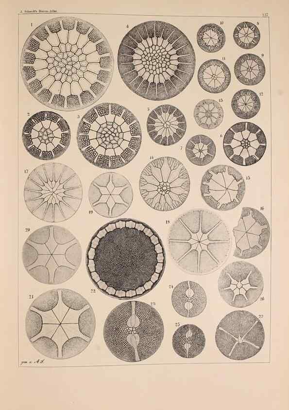 Reproducción/Reproduction 49389539982: Atlas der Diatomaceen-Kunde /. Leipzig :O.R. Reisland,[1874-19.. 