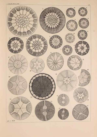 Reproducción/Reproduction 49389539982: Atlas der Diatomaceen-Kunde /. Leipzig :O.R. Reisland,[1874-19.. 