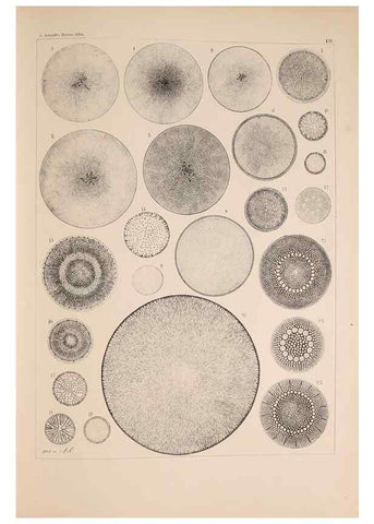 Reproducción/Reproduction 49389540217: Atlas der Diatomaceen-Kunde /. Leipzig :O.R. Reisland,[1874-19.. 