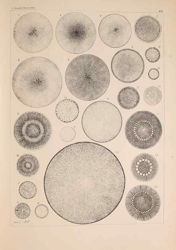 Reproducción/Reproduction 49389540217: Atlas der Diatomaceen-Kunde /. Leipzig :O.R. Reisland,[1874-19.. 