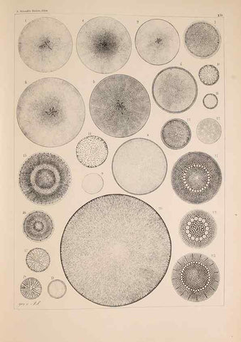 Reproducción/Reproduction 49389540217: Atlas der Diatomaceen-Kunde /. Leipzig :O.R. Reisland,[1874-19.. 