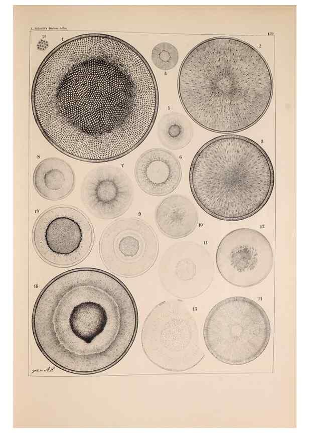 Reproducción/Reproduction 49388869893: Atlas der Diatomaceen-Kunde /. Leipzig :O.R. Reisland,[1874-19.. 
