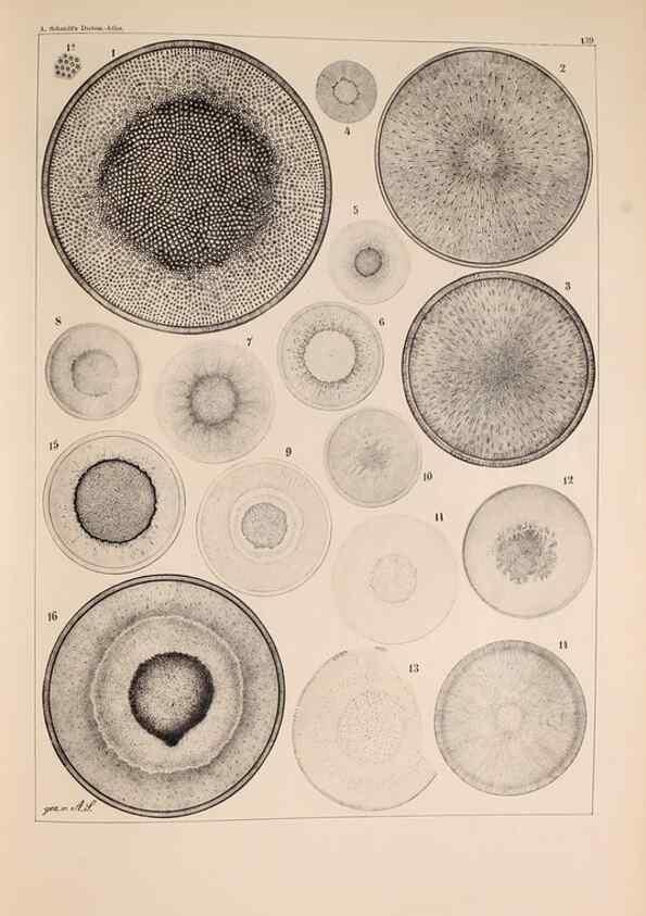 Reproducción/Reproduction 49388869893: Atlas der Diatomaceen-Kunde /. Leipzig :O.R. Reisland,[1874-19.. 