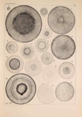 Reproducción/Reproduction 49388869893: Atlas der Diatomaceen-Kunde /. Leipzig :O.R. Reisland,[1874-19.. 