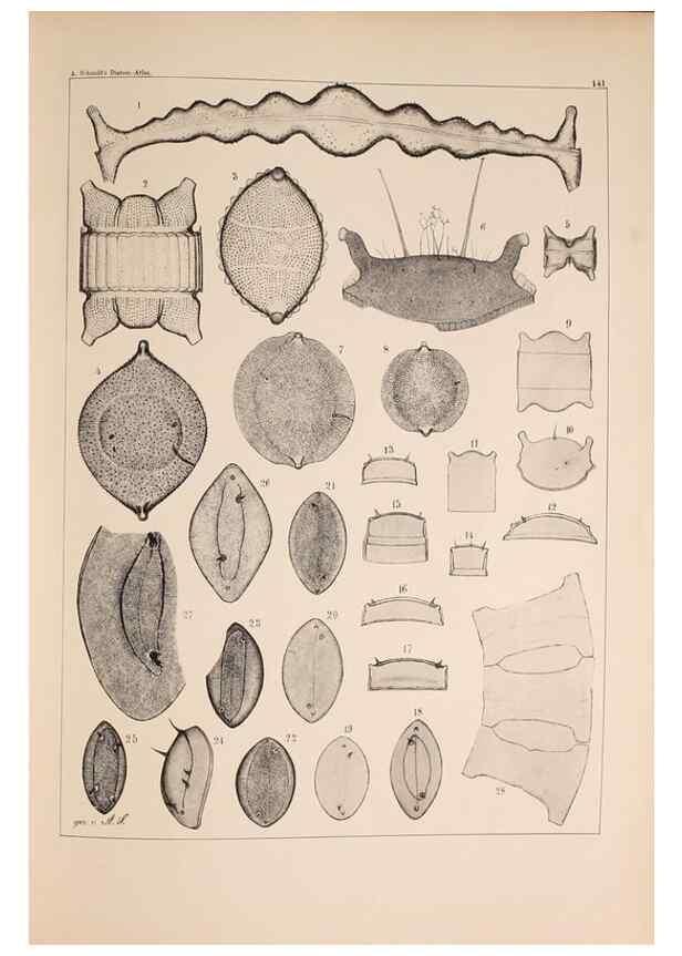 Reproducción/Reproduction 49389342511: Atlas der Diatomaceen-Kunde /. Leipzig :O.R. Reisland,[1874-19.. 