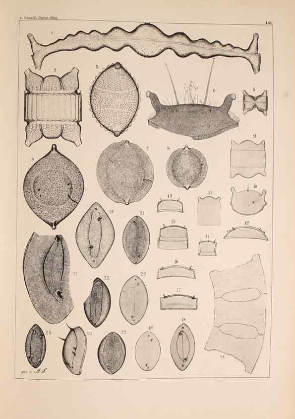 Reproducción/Reproduction 49389342511: Atlas der Diatomaceen-Kunde /. Leipzig :O.R. Reisland,[1874-19.. 