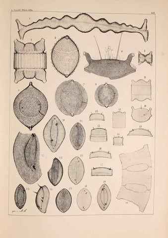 Reproducción/Reproduction 49389342511: Atlas der Diatomaceen-Kunde /. Leipzig :O.R. Reisland,[1874-19.. 