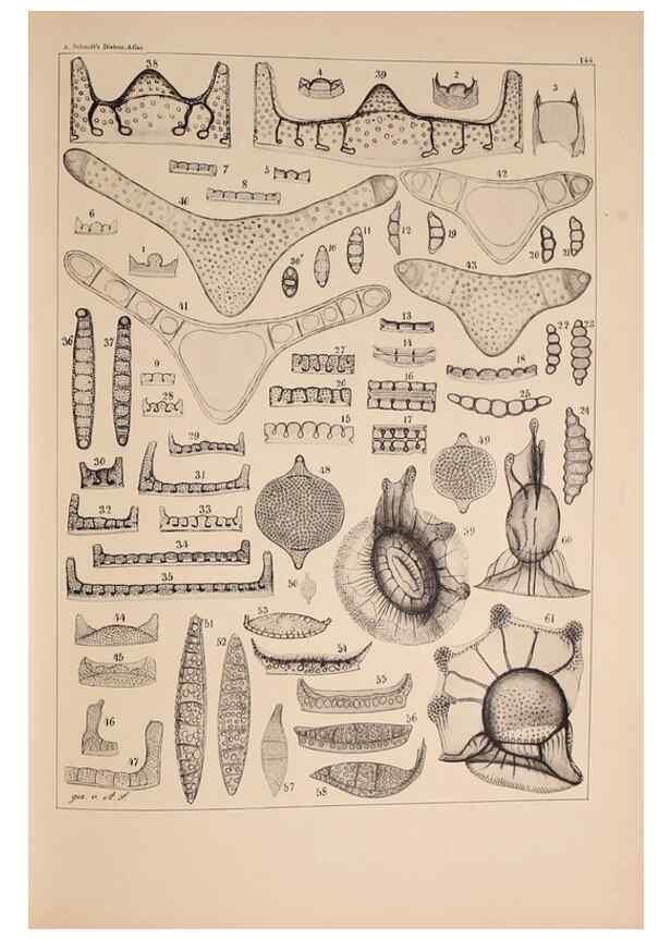 Reproducción/Reproduction 49389541932: Atlas der Diatomaceen-Kunde /. Leipzig :O.R. Reisland,[1874-19.. 