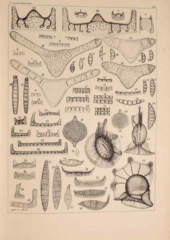 Reproducción/Reproduction 49389541932: Atlas der Diatomaceen-Kunde /. Leipzig :O.R. Reisland,[1874-19.. 