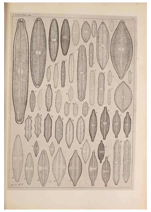 Reproducción/Reproduction 49389186253: Atlas der Diatomaceen-Kunde /. Leipzig :O.R. Reisland,[1874-19.. 