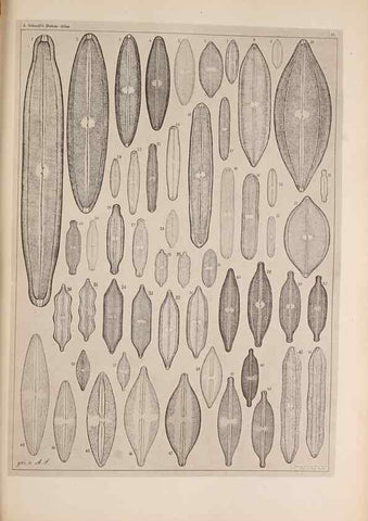 Reproducción/Reproduction 49389186253: Atlas der Diatomaceen-Kunde /. Leipzig :O.R. Reisland,[1874-19.. 