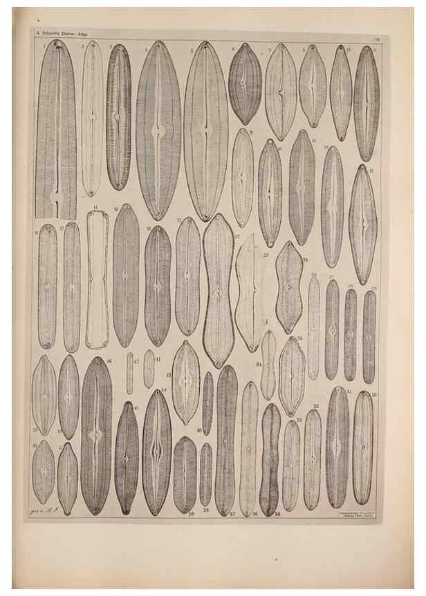 Reproducción/Reproduction 49389658656: Atlas der Diatomaceen-Kunde /. Leipzig :O.R. Reisland,[1874-19.. 