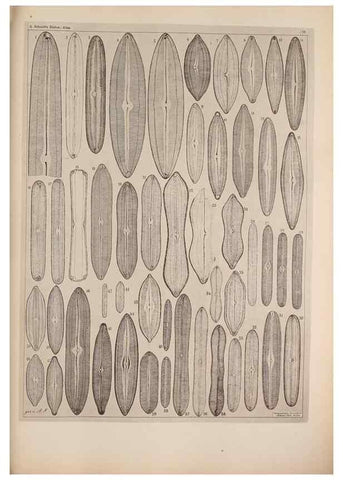 Reproducción/Reproduction 49389658656: Atlas der Diatomaceen-Kunde /. Leipzig :O.R. Reisland,[1874-19.. 