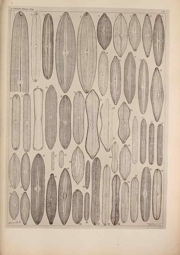 Reproducción/Reproduction 49389658656: Atlas der Diatomaceen-Kunde /. Leipzig :O.R. Reisland,[1874-19.. 