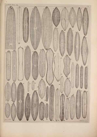 Reproducción/Reproduction 49389658656: Atlas der Diatomaceen-Kunde /. Leipzig :O.R. Reisland,[1874-19.. 