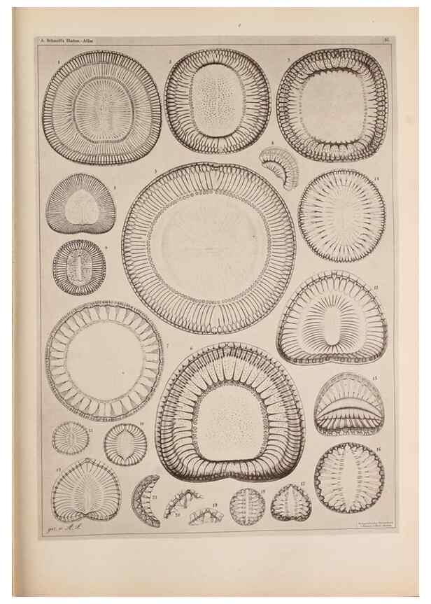 Reproducción/Reproduction 49389186768: Atlas der Diatomaceen-Kunde /. Leipzig :O.R. Reisland,[1874-19.. 
