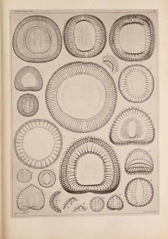 Reproducción/Reproduction 49389186768: Atlas der Diatomaceen-Kunde /. Leipzig :O.R. Reisland,[1874-19.. 