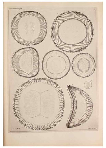 Reproducción/Reproduction 49389659241: Atlas der Diatomaceen-Kunde /. Leipzig :O.R. Reisland,[1874-19.. 