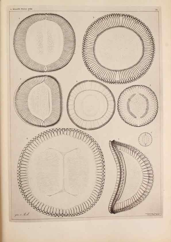Reproducción/Reproduction 49389659241: Atlas der Diatomaceen-Kunde /. Leipzig :O.R. Reisland,[1874-19.. 