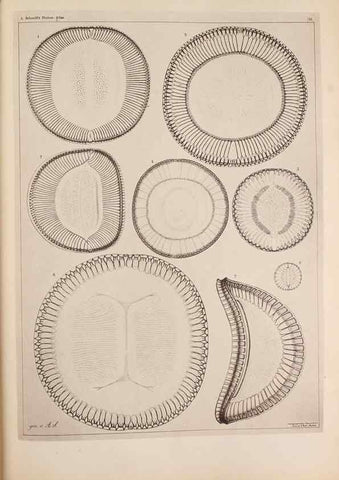 Reproducción/Reproduction 49389659241: Atlas der Diatomaceen-Kunde /. Leipzig :O.R. Reisland,[1874-19.. 