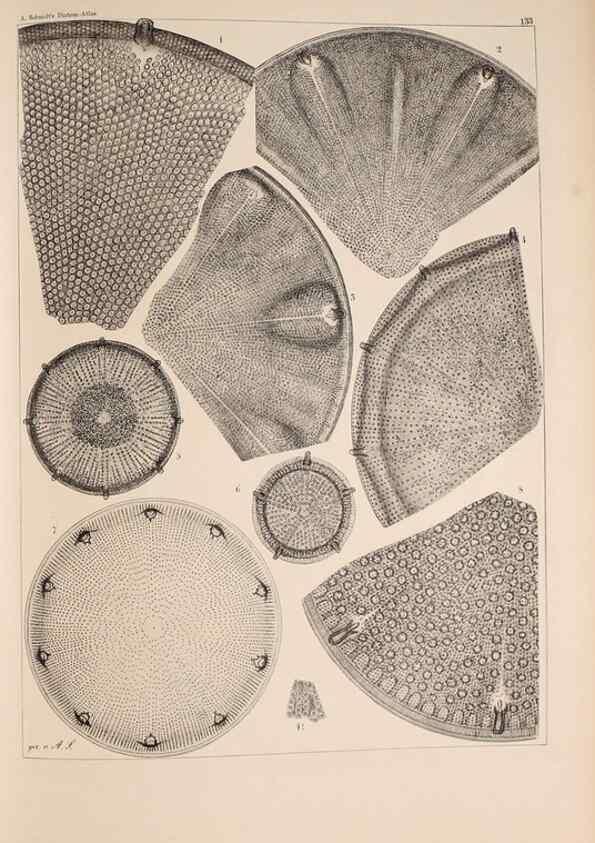 Reproducción/Reproduction 49389538872: Atlas der Diatomaceen-Kunde /. Leipzig :O.R. Reisland,[1874-19.. 