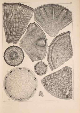 Reproducción/Reproduction 49389538872: Atlas der Diatomaceen-Kunde /. Leipzig :O.R. Reisland,[1874-19.. 