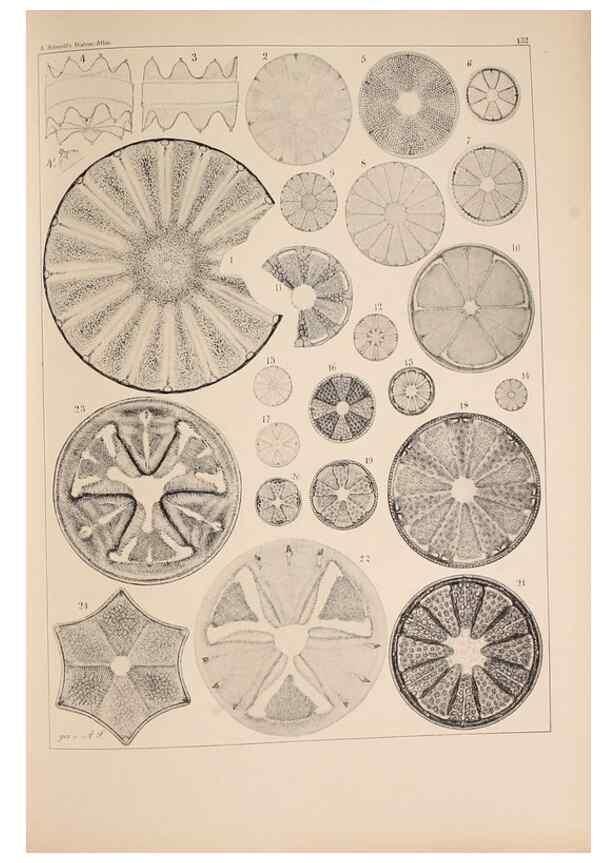 Reproducción/Reproduction 49389339626: Atlas der Diatomaceen-Kunde /. Leipzig :O.R. Reisland,[1874-19.. 
