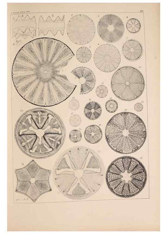 Reproducción/Reproduction 49389339626: Atlas der Diatomaceen-Kunde /. Leipzig :O.R. Reisland,[1874-19.. 