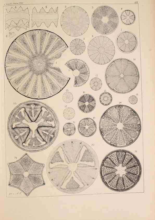 Reproducción/Reproduction 49389339626: Atlas der Diatomaceen-Kunde /. Leipzig :O.R. Reisland,[1874-19.. 