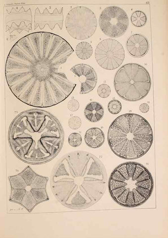 Reproducción/Reproduction 49389339626: Atlas der Diatomaceen-Kunde /. Leipzig :O.R. Reisland,[1874-19.. 