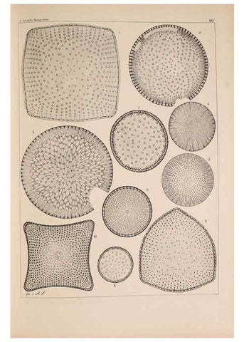 Reproducción/Reproduction 49389339326: Atlas der Diatomaceen-Kunde /. Leipzig :O.R. Reisland,[1874-19.. 