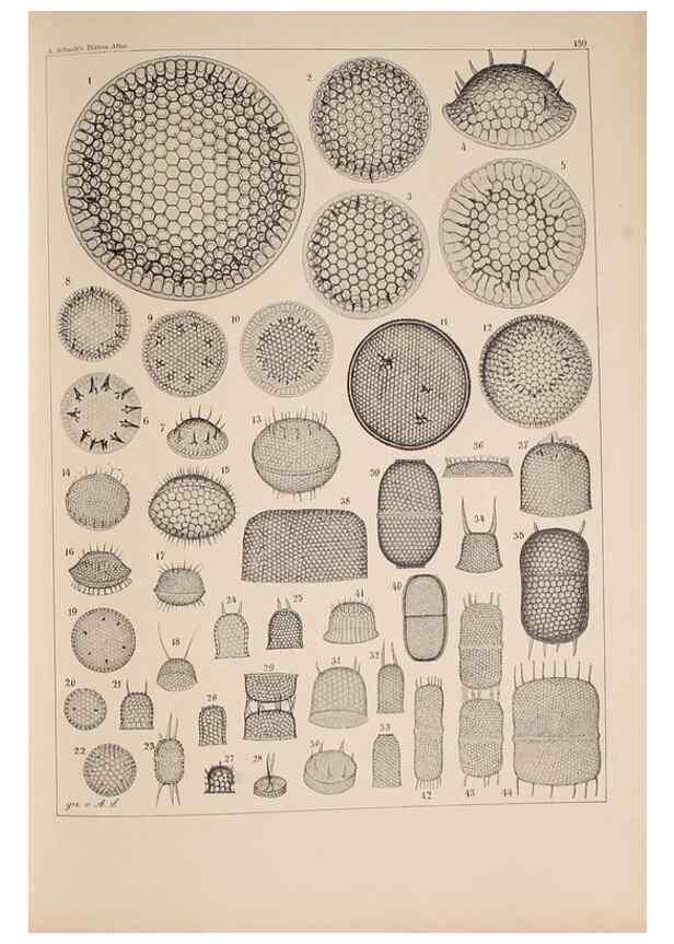 Reproducción/Reproduction 49389538142: Atlas der Diatomaceen-Kunde /. Leipzig :O.R. Reisland,[1874-19.. 