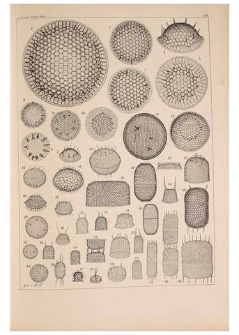 Reproducción/Reproduction 49389538142: Atlas der Diatomaceen-Kunde /. Leipzig :O.R. Reisland,[1874-19.. 