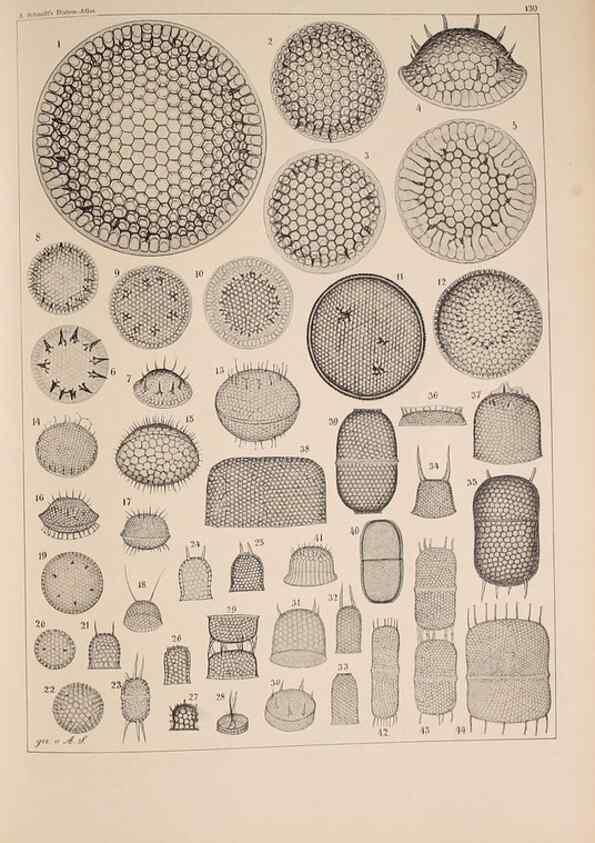 Reproducción/Reproduction 49389538142: Atlas der Diatomaceen-Kunde /. Leipzig :O.R. Reisland,[1874-19.. 