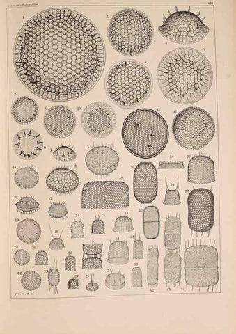 Reproducción/Reproduction 49389538142: Atlas der Diatomaceen-Kunde /. Leipzig :O.R. Reisland,[1874-19.. 