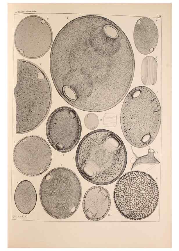 Reproducción/Reproduction 49389334771: Atlas der Diatomaceen-Kunde /. Leipzig :O.R. Reisland,[1874-19.. 