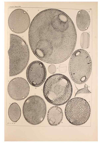 Reproducción/Reproduction 49389334771: Atlas der Diatomaceen-Kunde /. Leipzig :O.R. Reisland,[1874-19.. 
