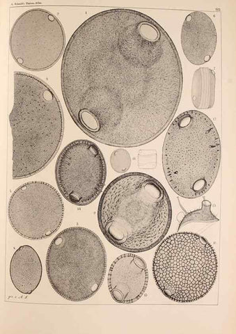 Reproducción/Reproduction 49389334771: Atlas der Diatomaceen-Kunde /. Leipzig :O.R. Reisland,[1874-19.. 