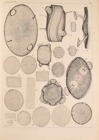 Reproducción/Reproduction 49389534037: Atlas der Diatomaceen-Kunde /. Leipzig :O.R. Reisland,[1874-19.. 
